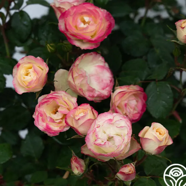 Enchanted Meadow™>Heirloom Roses New