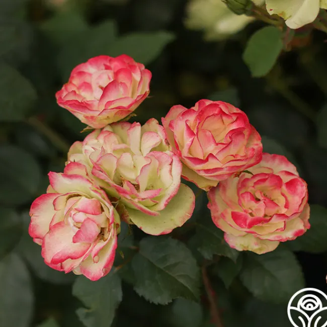 Enchanted Meadow™>Heirloom Roses New