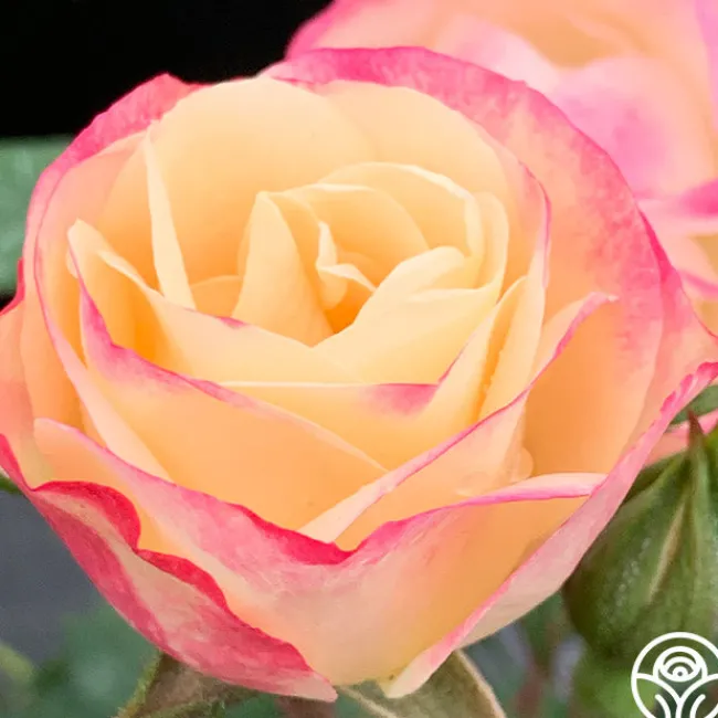 Enchanted Meadow™>Heirloom Roses New