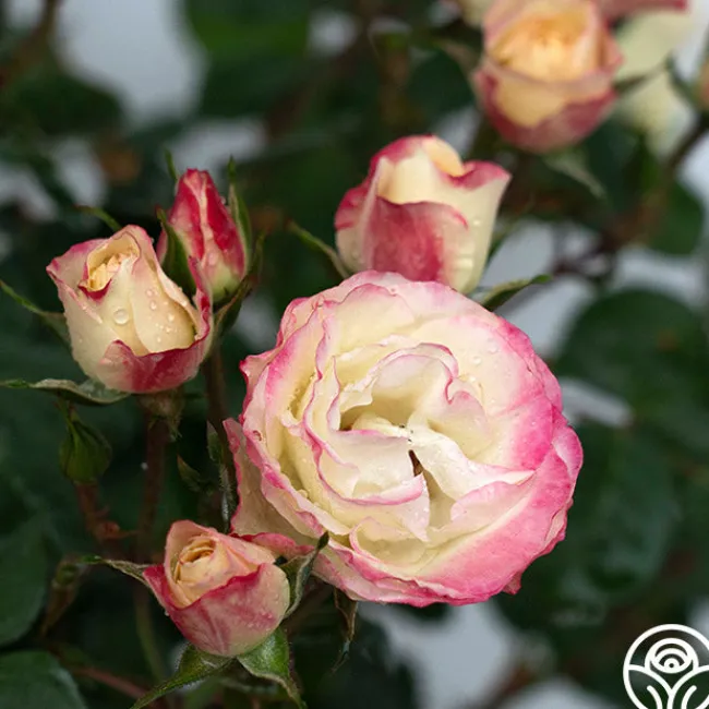 Enchanted Meadow™>Heirloom Roses New