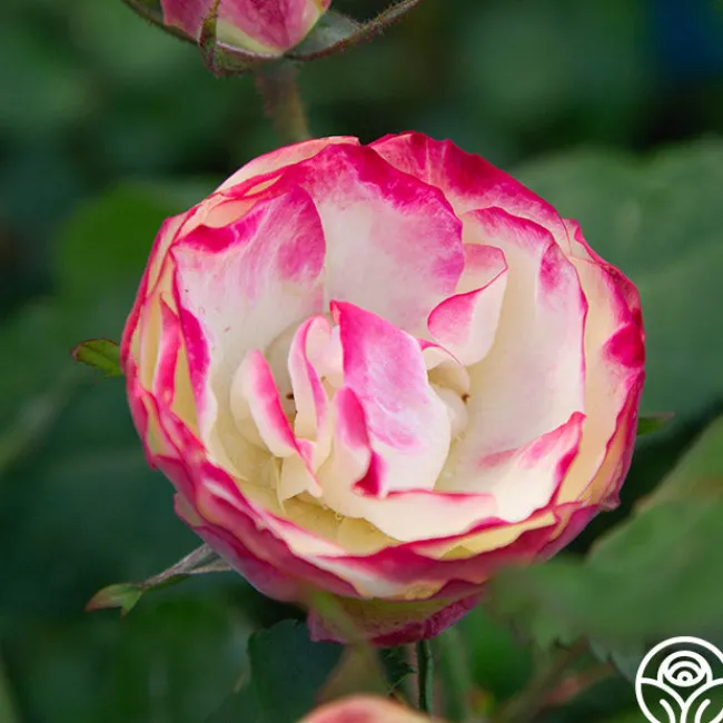 Enchanted Meadow™>Heirloom Roses New