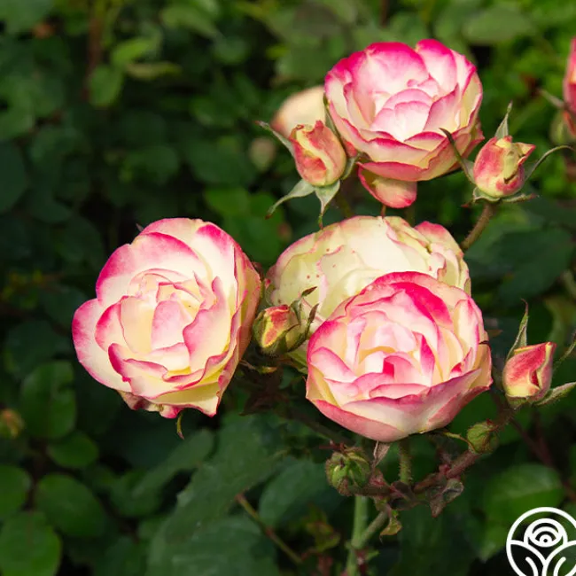 Enchanted Meadow™>Heirloom Roses New