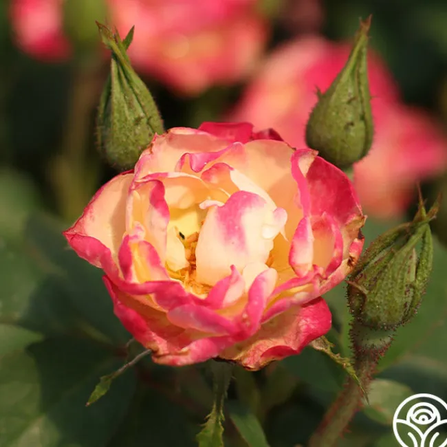 Enchanted Meadow™>Heirloom Roses New