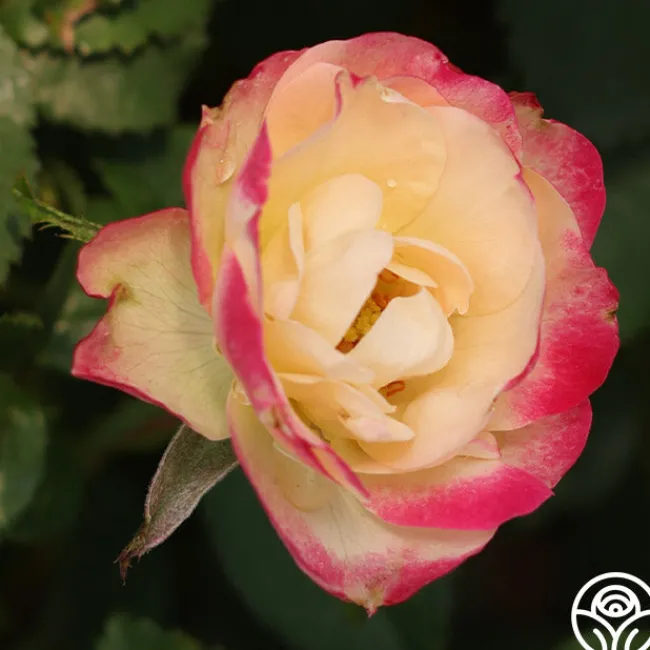 Enchanted Meadow™>Heirloom Roses New