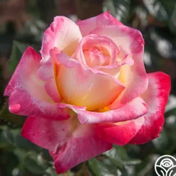 Enchanted Peace™>Heirloom Roses Best