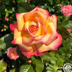 Enchanted Peace™><noscript><img width=