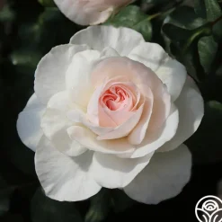 English Miss>Heirloom Roses