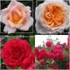 English Roses Collection>Heirloom Roses Hot