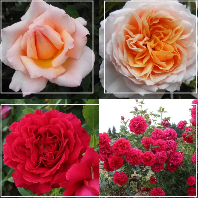 English Roses Collection>Heirloom Roses Hot