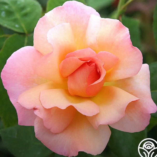 English Roses Collection>Heirloom Roses Hot