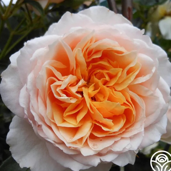 English Roses Collection>Heirloom Roses Hot