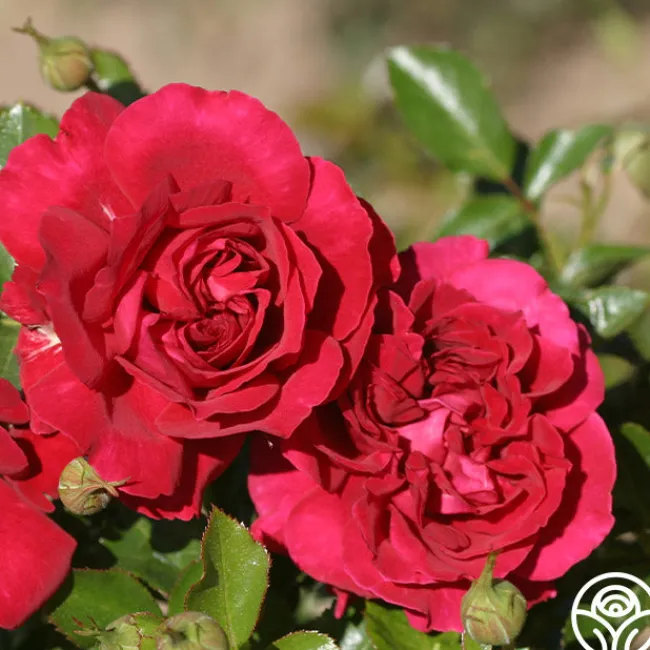 English Roses Collection>Heirloom Roses Hot