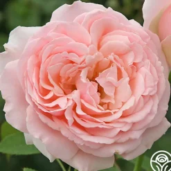 English Sachet™>Heirloom Roses