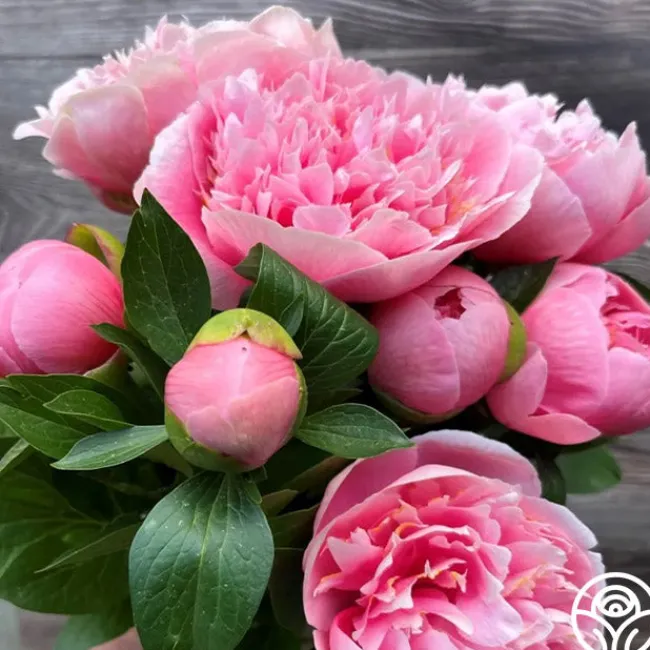 Etched Salmon>Heirloom Roses