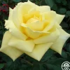 Eternal Flame™>Heirloom Roses Best