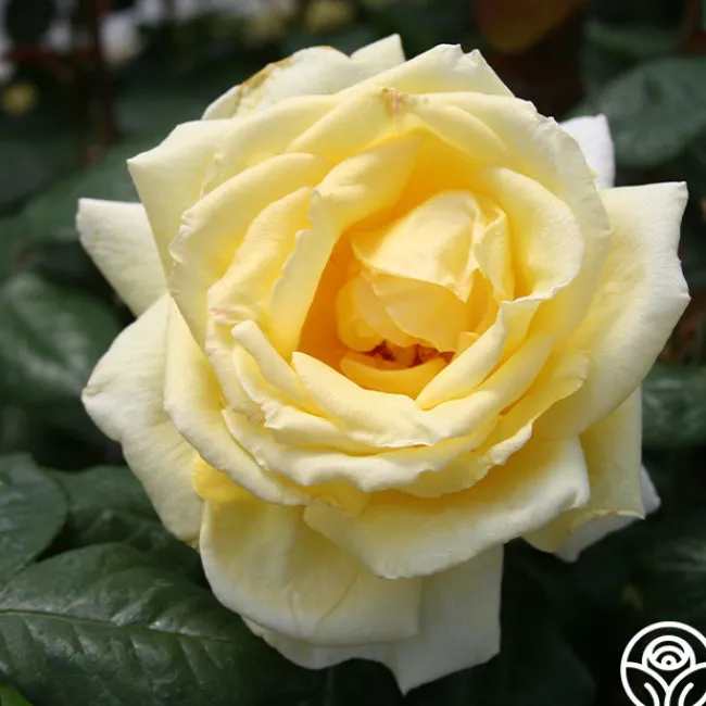 Eternal Flame™>Heirloom Roses Best