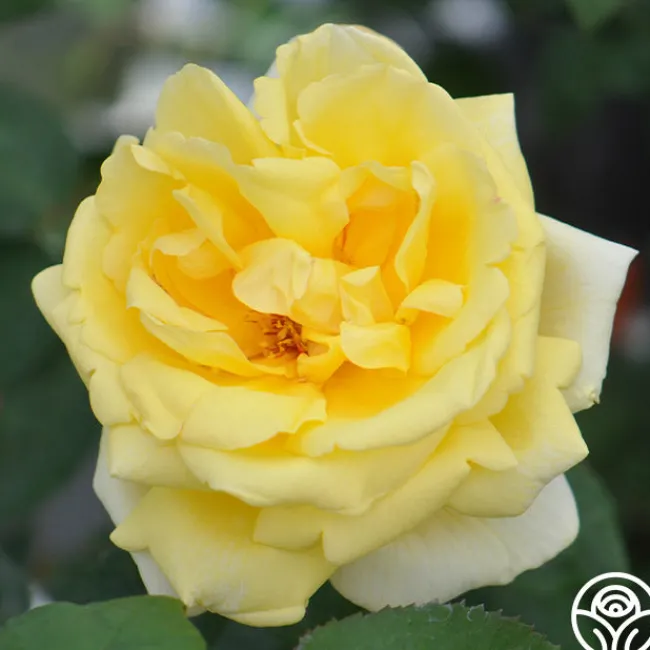 Eternal Flame™>Heirloom Roses Best