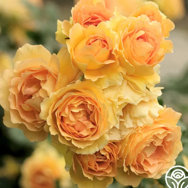 Eureka™>Heirloom Roses New