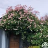 Everblooming Cl Cécile Brünner™>Heirloom Roses Online
