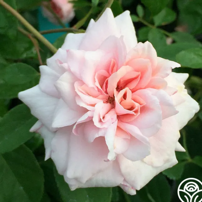 Everblooming Cl Cécile Brünner™>Heirloom Roses Online