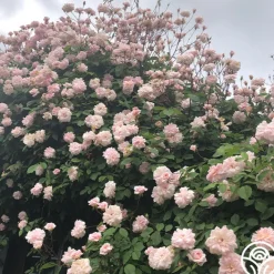 Everblooming Cl Cécile Brünner™><noscript><img width=