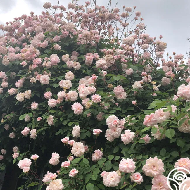 Everblooming Cl Cécile Brünner™>Heirloom Roses Online