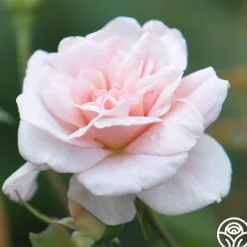 Everblooming Cl Cécile Brünner™><noscript><img width=