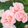 Everest Double Fragrance™>Heirloom Roses