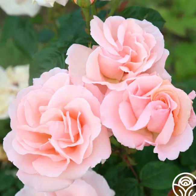 Everest Double Fragrance™>Heirloom Roses