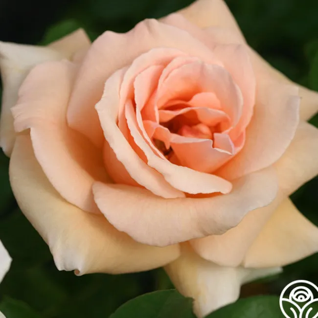 Everest Double Fragrance™>Heirloom Roses