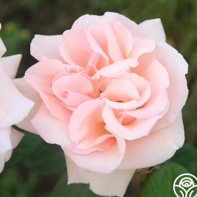 Everest Double Fragrance™>Heirloom Roses