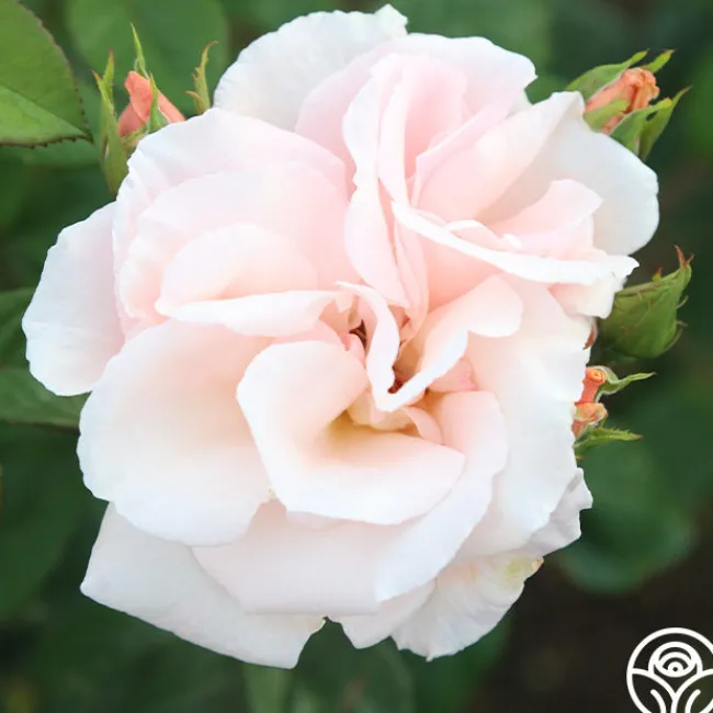 Everest Double Fragrance™>Heirloom Roses