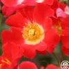 Eyepaint®>Heirloom Roses Discount