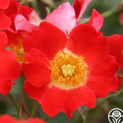 Eyepaint®>Heirloom Roses Discount