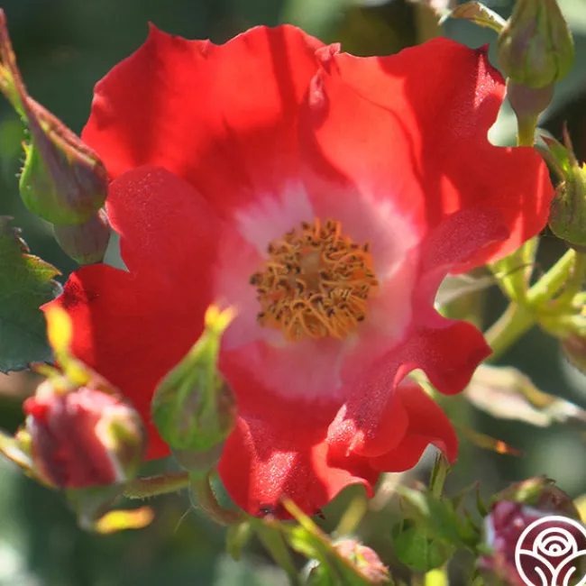 Eyepaint®>Heirloom Roses Discount
