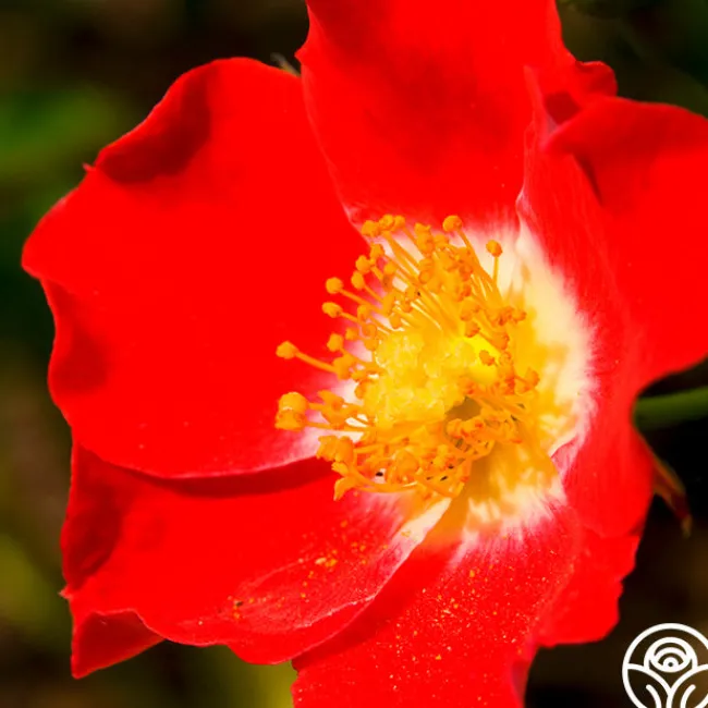 Eyepaint®>Heirloom Roses Discount