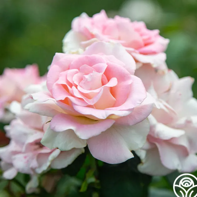 Falling In Love™>Heirloom Roses Best