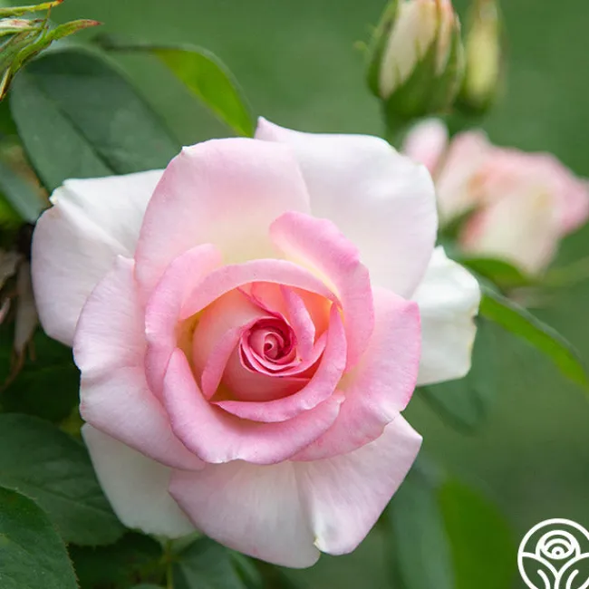 Falling In Love™>Heirloom Roses Best