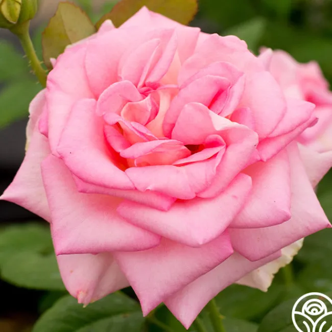 Falling In Love™>Heirloom Roses Best
