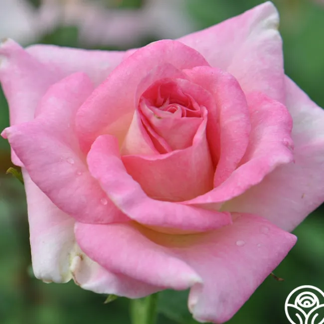 Falling In Love™>Heirloom Roses Best