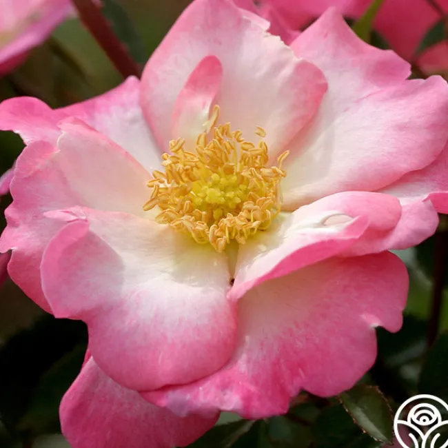 Fashion Statement™>Heirloom Roses Sale