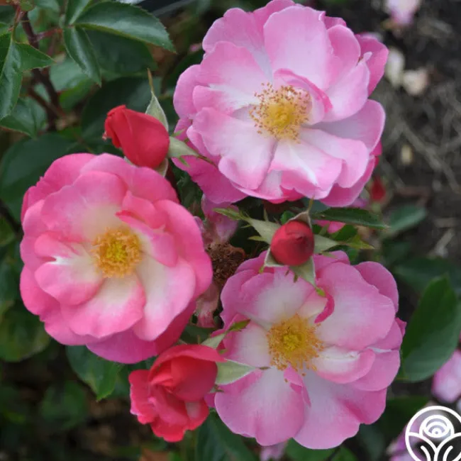Fashion Statement™>Heirloom Roses Sale