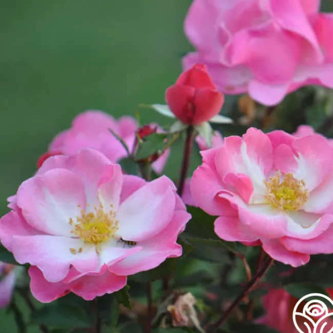 Fashion Statement™>Heirloom Roses Sale