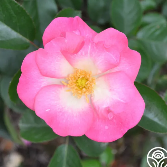 Fashion Statement™>Heirloom Roses Sale