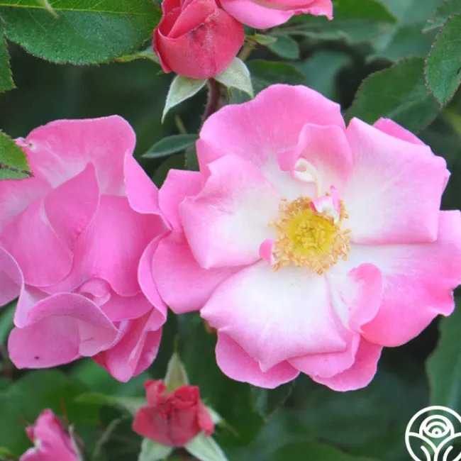 Fashion Statement™>Heirloom Roses Sale