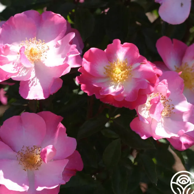 Fashion Statement™>Heirloom Roses Sale