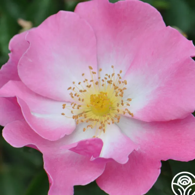 Fashion Statement™>Heirloom Roses Sale
