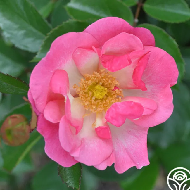 Fashion Statement™>Heirloom Roses Sale