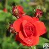 Fire King>Heirloom Roses Online