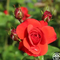 Fire King>Heirloom Roses Online